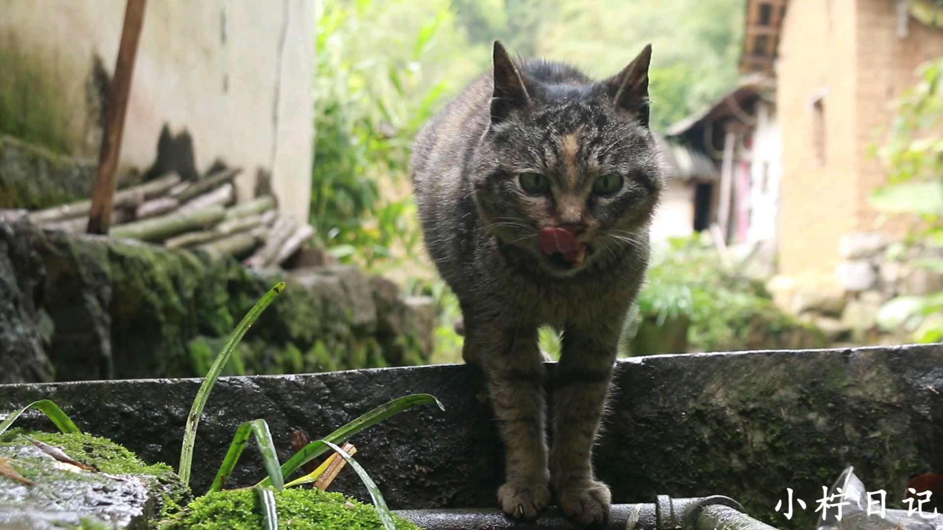 农村养9年狸花猫,既抓老鼠又抓鸟,山里是它最喜欢的地方